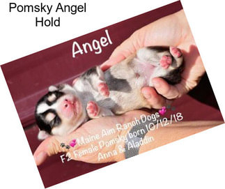 Pomsky Angel Hold