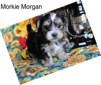 Morkie Morgan