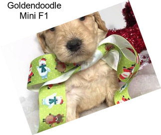 Goldendoodle Mini F1