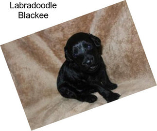 Labradoodle Blackee