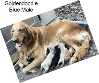 Goldendoodle Blue Male