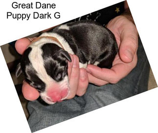 Great Dane Puppy Dark G