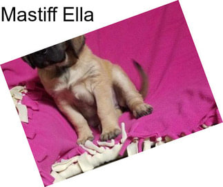 Mastiff Ella