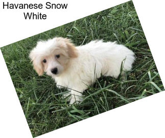 Havanese Snow White