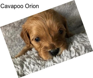 Cavapoo Orion