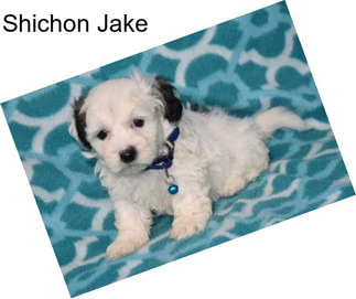 Shichon Jake