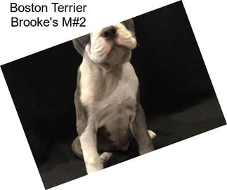 Boston Terrier Brooke\'s M#2