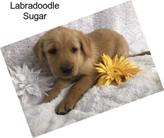 Labradoodle Sugar