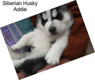 Siberian Husky Addie