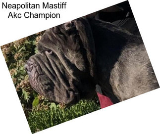 Neapolitan Mastiff Akc Champion