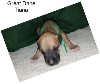 Great Dane Tiana