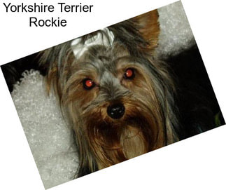 Yorkshire Terrier Rockie