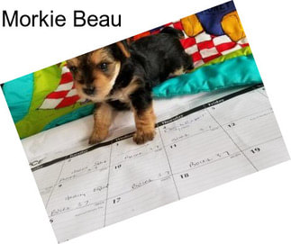 Morkie Beau