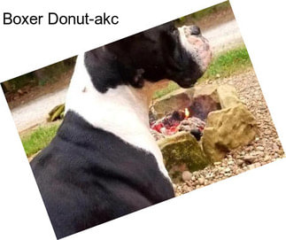 Boxer Donut-akc
