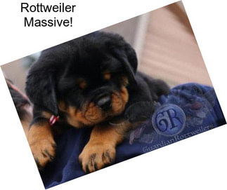 Rottweiler Massive!