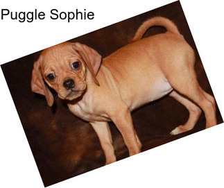 Puggle Sophie