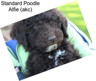 Standard Poodle Alfie (akc)