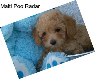 Malti Poo Radar