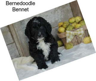 Bernedoodle Bennet