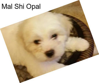 Mal Shi Opal