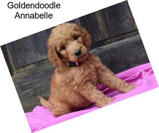 Goldendoodle Annabelle