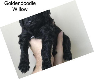 Goldendoodle Willow