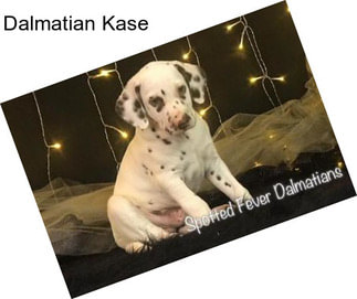 Dalmatian Kase