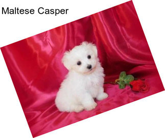 Maltese Casper