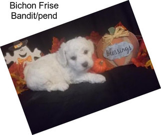 Bichon Frise Bandit/pend