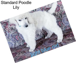 Standard Poodle Lily