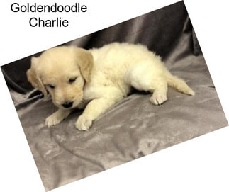 Goldendoodle Charlie