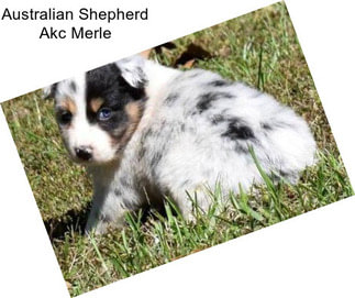 Australian Shepherd Akc Merle