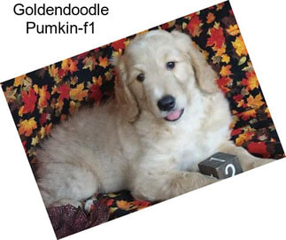 Goldendoodle Pumkin-f1