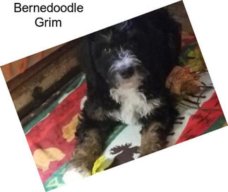 Bernedoodle Grim