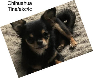 Chihuahua Tina/akc/lc