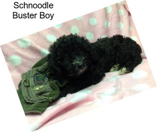 Schnoodle Buster Boy