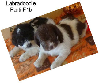 Labradoodle Parti F1b