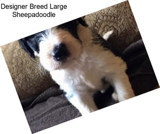 Designer Breed Large Sheepadoodle