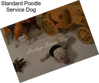 Standard Poodle Service Dog