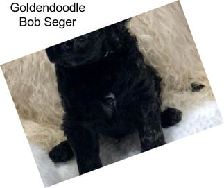 Goldendoodle Bob Seger