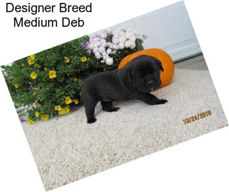 Designer Breed Medium Deb