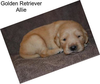 Golden Retriever Allie