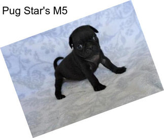 Pug Star\'s M5