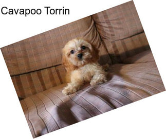 Cavapoo Torrin