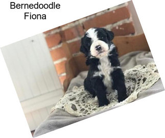 Bernedoodle Fiona