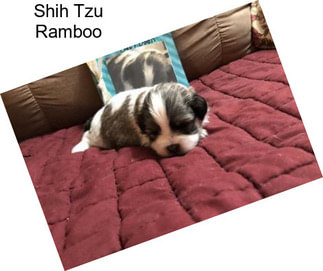 Shih Tzu Ramboo