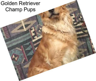 Golden Retriever Champ Pups