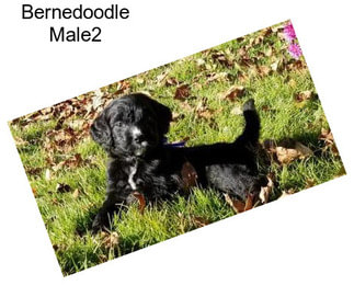 Bernedoodle Male2