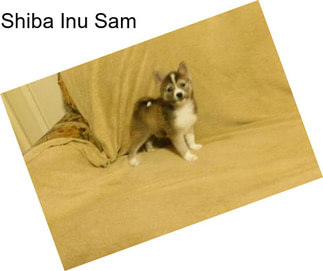 Shiba Inu Sam