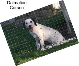 Dalmatian Carson